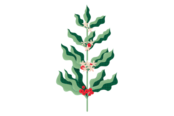 Evaluating Coffee Plant Branch Decorative Texture for Design Projects
